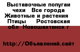 Выставочные попугаи чехи - Все города Животные и растения » Птицы   . Ростовская обл.,Новошахтинск г.